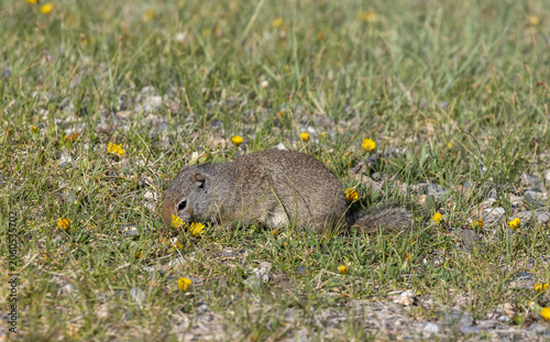 Obraz na płótnie Cute Uinta Ground Squirrel in Yellowstone National Park Wyoming in Springtime