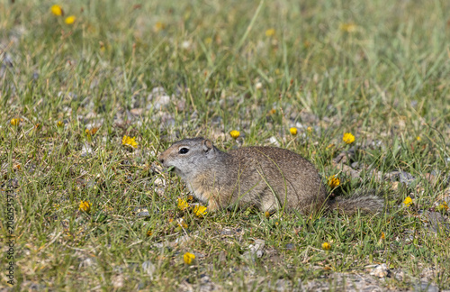 Konstfotografi Cute Uinta Ground Squirrel in Yellowstone National Park Wyoming in Springtime