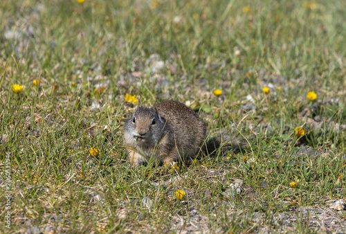 Fotografía Cute Uinta Ground Squirrel in Yellowstone National Park Wyoming in Springtime