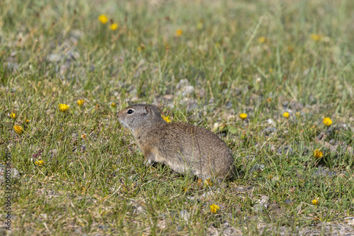 Фотография Cute Uinta Ground Squirrel in Yellowstone National Park Wyoming in Springtime
