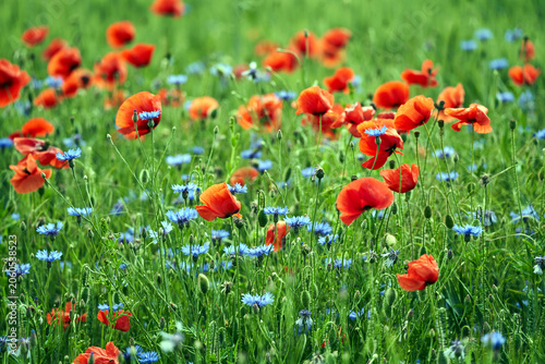 Colorful wildflowers, poppies and cornflowers, in a meadow during spring