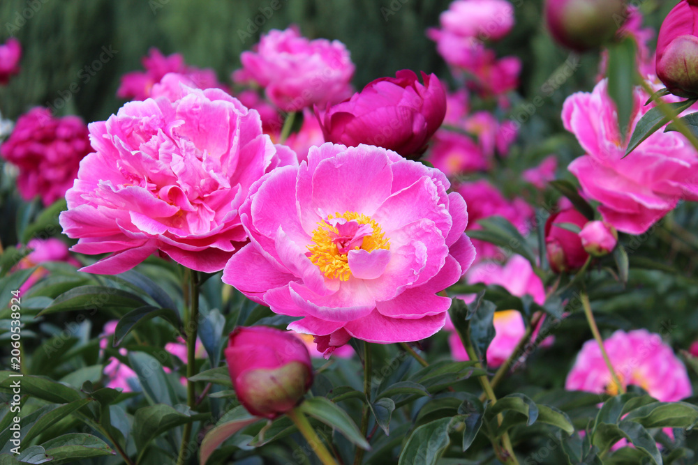 Obraz premium Peonies. A close-up of delicate pink peony flower with a yellow center against the dark green backdrop of a summer garden. Beautiful, fragrant bud. Flowers background. Gardening. Peony.
