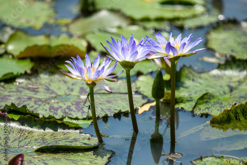 Canvastavla Three purple water lily flowers blooming in South Korea pond.