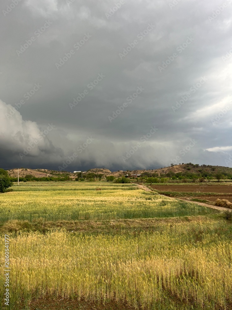 Fototapeta premium Golden Dry Farmland Under Dramatic Stormy Grey Clouds with Trees on Horizon