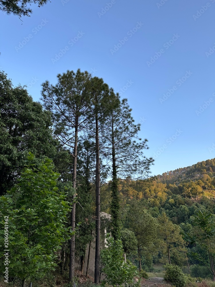 Fototapeta premium Tall Pine Trees Reaching Into Clear Blue Sky With Autumn Mountain Backdrop