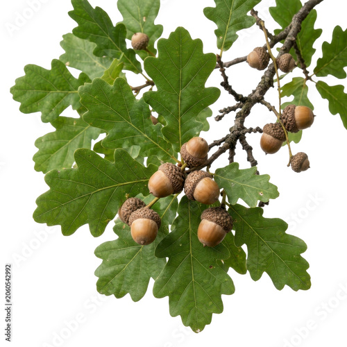 Oak tree branch with green leaves and brown acorns on a transparent background PNG file