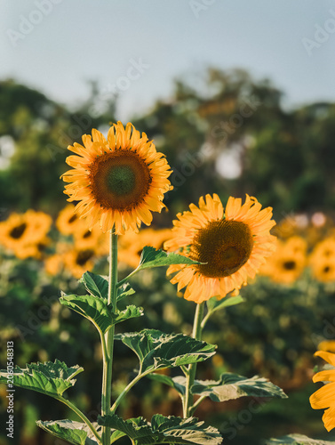 Sunflower blooming in nature field beautiful plants bright environment close up