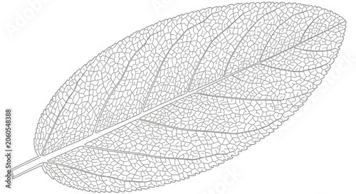 Fotografi A delicate leaf skeleton on white background.