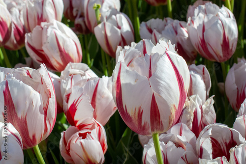 Vibrant orange and red tulips blooming in bright spring sunlight