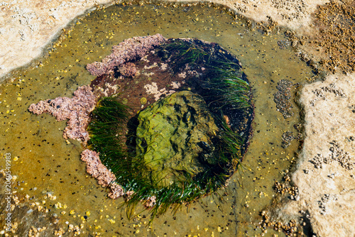 Botanical Beach Carved Tide Pool Port Renfrew. Tidepool carved into the rocky shelf at Botanical Beach filled with marine life. Near Port Renfrew BC. 
