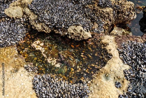 Botanical Beach Mussel Tide Pool Port Renfrew. Tidepool carved into the rocky shelf at Botanical Beach filled with marine life. Near Port Renfrew BC. 
