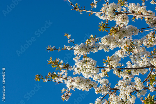 White cherry blossoms blooming against a vibrant blue spring sky