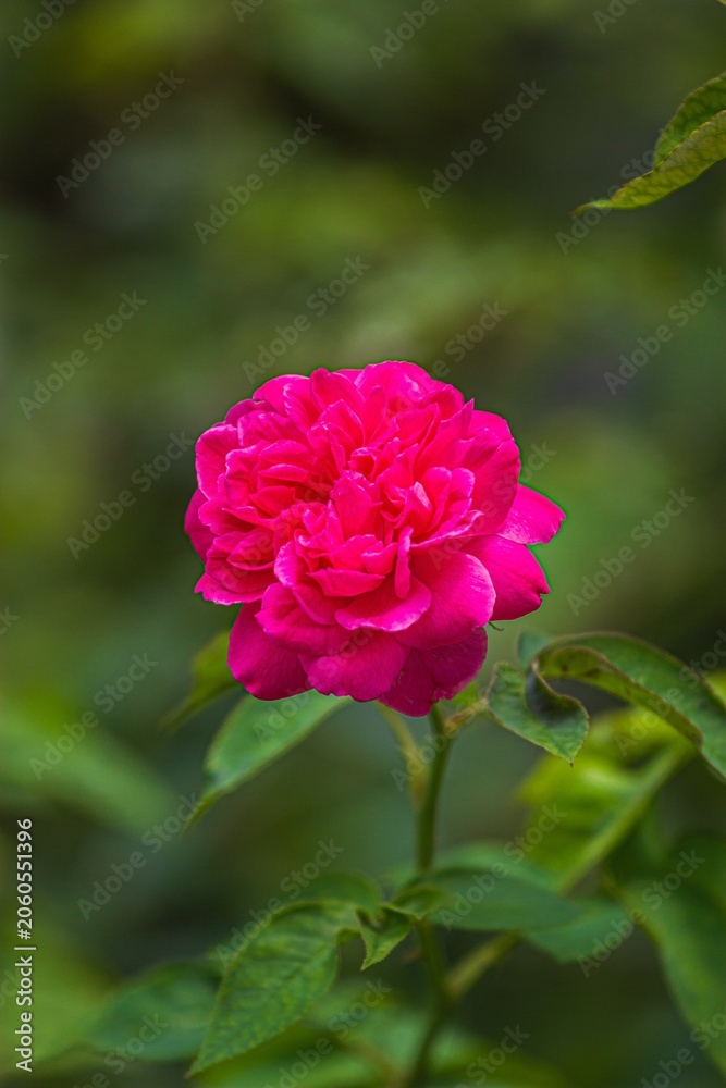 Obraz premium Blooming pink rose flower in nature garden close-up photography tranquil environment