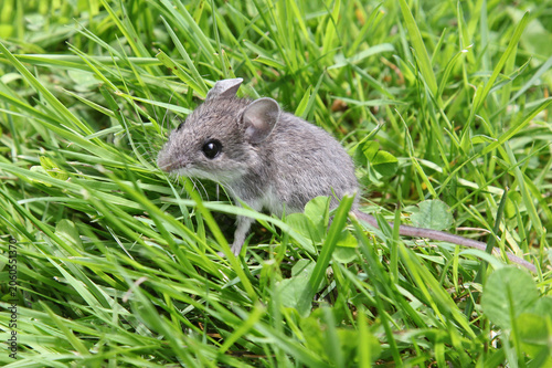 Hausmaus (Mus musculus), Jungtier in Kanada in freier Wildbahn gesehen