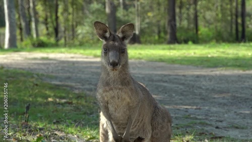 kangaroo in the grass, meadow 