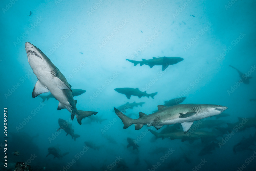 Obraz premium Large aggregation of sand tiger sharks (Carcharias taurus) swimming above the reef at Aliwal Shoal, South Africa. These sharks assemble seasonally in large numbers.