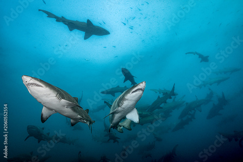 Large aggregation of sand tiger sharks (Carcharias taurus) swimming above the reef at Aliwal Shoal, South Africa. These sharks assemble seasonally in large numbers.