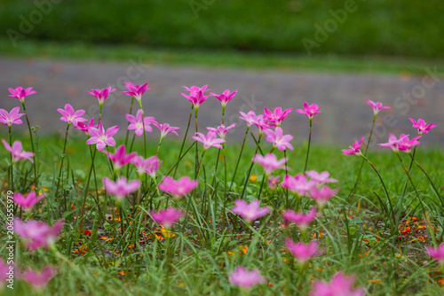 Blossoming pink flowers urban park nature photography green environment close-up view