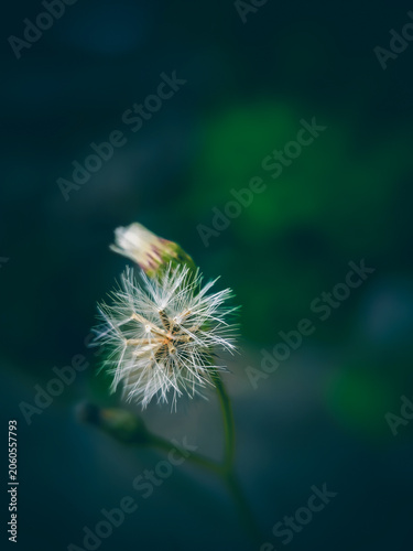 close up of a dried wildflower with soft white hairs, Emilia sonchifolia