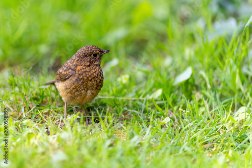 Foto Cute European robin baby bird standing isolated on green grass