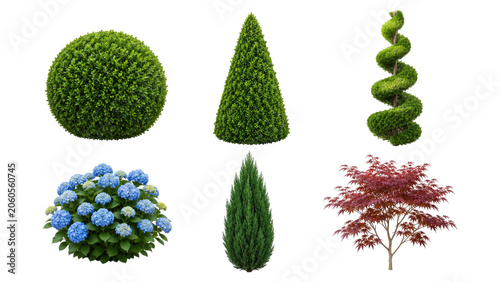 Six isolated garden plants: three green topiary shapes, blue hydrangea, slender columnar evergreen and red Japanese maple on transparent background