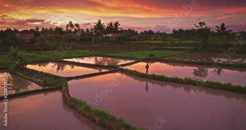 Farmer man walking flooded rice paddies on path, cultivating crops at sunset with warm colorful sky reflecting brightly on the waters surface in Bali, Indonesia. Traditional rural countryside farming