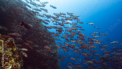 Slika na platnu SCUBA Diver with spawning aggregation of Twin Spot Snapper