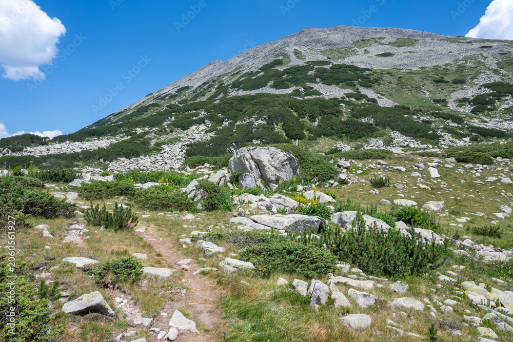 Obraz premium Pirin Mountain near Banderitsa Area, Bulgaria