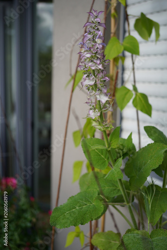 Fotografie Close-up of blooming clary sage (Salvia sclarea) flowers in a pott