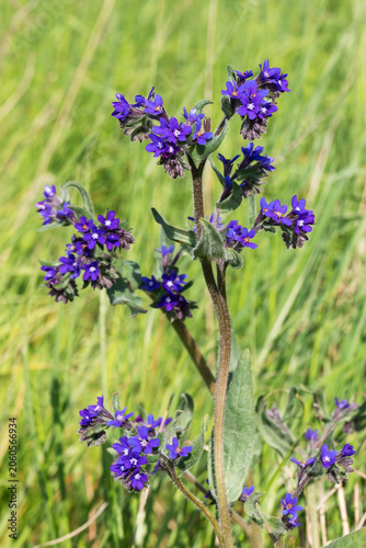 Die blauvioletten Blüten und behaarten Blätter der Gemeinen Ochsenzunge (Anchusa officinalis, common bugloss), mit grünem Hintergrund.