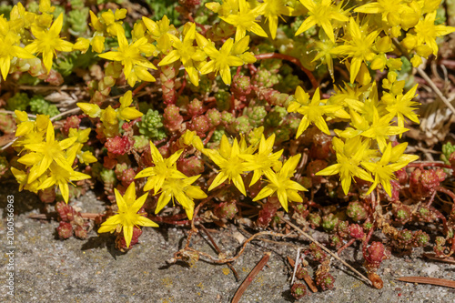 Die gelben Blüten und sukkulenten Blätter des Scharfen Mauerpfeffers (Sedum acre, Scharfe Fetthenne, biting stonecrop) auf einer Mauer, CAM-Pflanze, Xerophyt