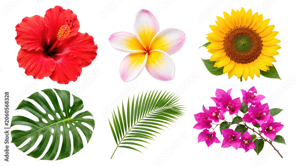 Obraz premium Bright tropical floral and foliage assortment featuring red hibiscus, plumeria, sunflower, bougainvillea, monstera and palm leaves on transparent background