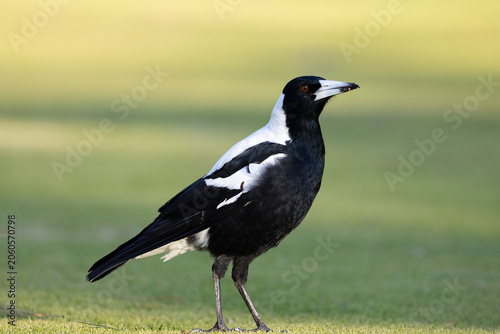Australian magpie (Gymnorhina tibicen) standing on green grass