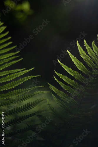 Green Fern Fronds Framing Dark Forest Background