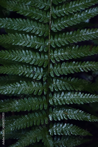 Detailed Green Fern Leaf Texture in Forest