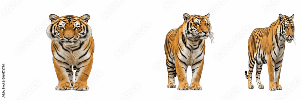 Obraz premium Three Majestic Tigers in Different Poses Isolated on White Background, Fierce Big Cats for Wildlife Concepts, High-Quality Animal Photography, Graphic Elements for Nature Design Projects and Commercia