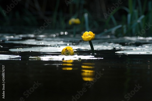 Yellow Water Lily Reflection on Dark Pond