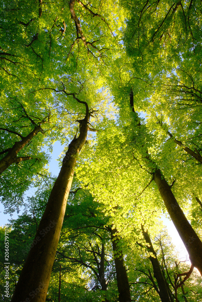 Fototapeta premium Uplifting forest view with green beech trees illuminated by beautiful bright sunlight. An vertical landscape shot of a nice spring day in the woodlands.