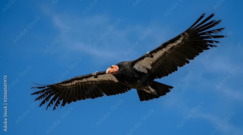 Obraz premium Majestic California Condor soaring through a clear blue sky