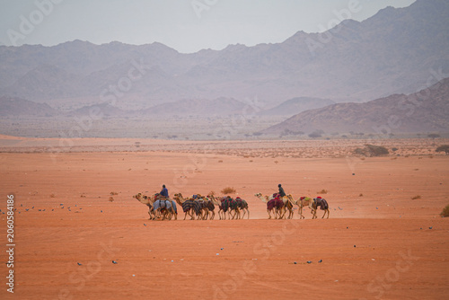 Bedouin herders riding and guiding a caravan of camels across the saudi desert