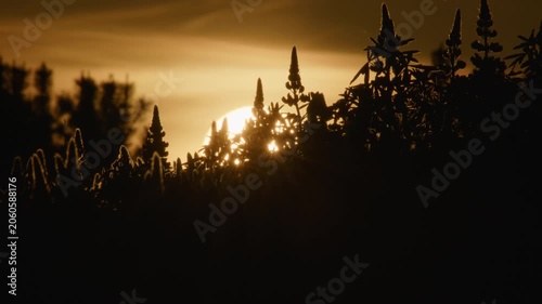 Detailed lupine flower silhouettes setting sun Iceland