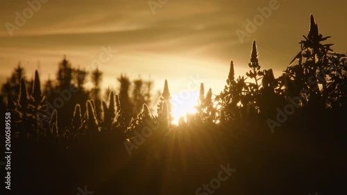 Sunbeams through lupine flower silhouettes Iceland