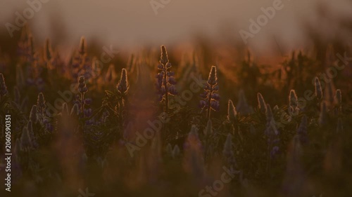 Bird flying over Lupine flowers golden hour Iceland