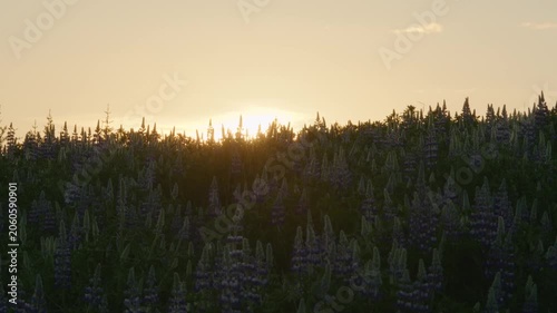 Setting sun behind hill of lupine flower buds Iceland