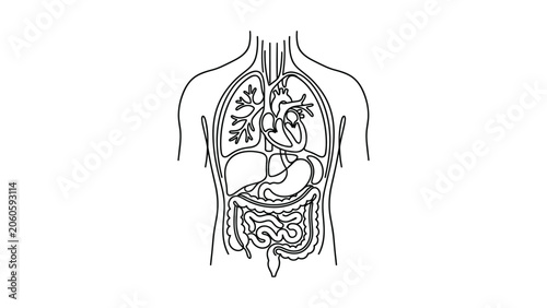 Human body anatomy diagram showing internal organs line art.