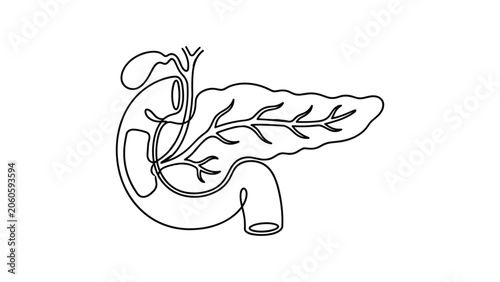 Bild auf Leinwand Continuous one line drawing of human pancreas and duodenum anatomy