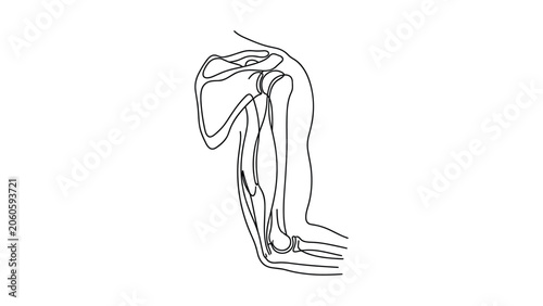 Minimalist continuous line drawing of human shoulder and arm anatomy.