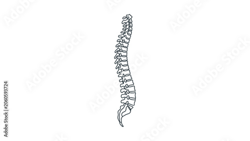 Obraz na płótnie Anatomical Illustration of the Human Vertebral Column in Profile.