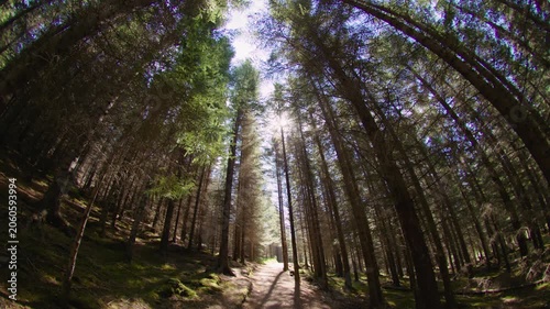 Trail through a sunny forest canopy backlit by the sun Heidmork Iceland