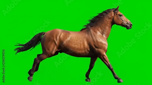 Majestic Brown Horse Galloping on a Vibrant Green Screen Background.